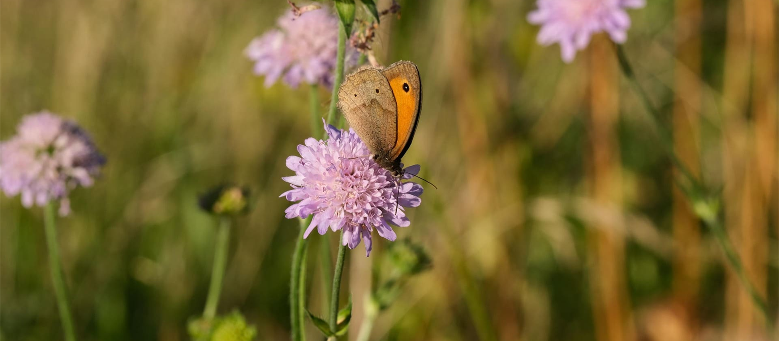 Natur geniessen