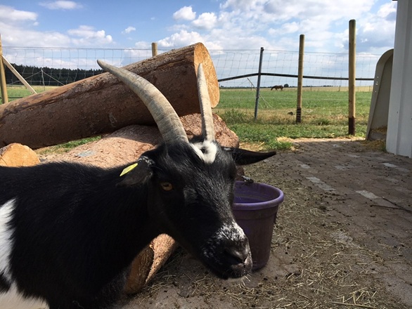 unsere Ziegen