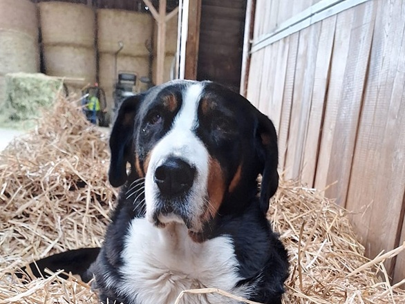 Unser Hofhund