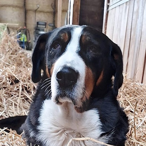 Unser Hofhund