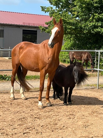Unsere Pferde