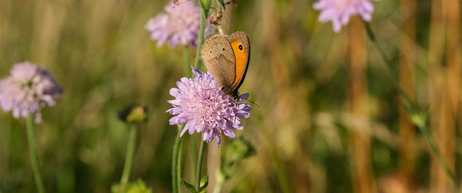 Natur pur